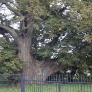 Pajęczno.