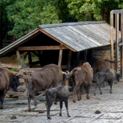 Pielgrzymka - Pomorze Zachodnie - 2015r.