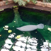 Wrocław - afrykarium – oceanarium.