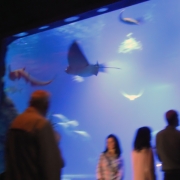 Wrocław - afrykarium – oceanarium.