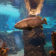 Wrocław - afrykarium – oceanarium.