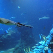 Wrocław - afrykarium – oceanarium.